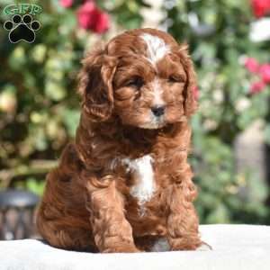 June, Cavapoo Puppy